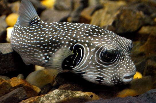 Image of Broadbarred Toadfish