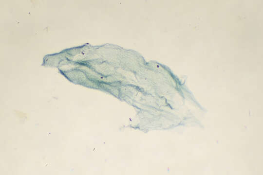 Image of Agdistis bennetii (Curtis 1833)