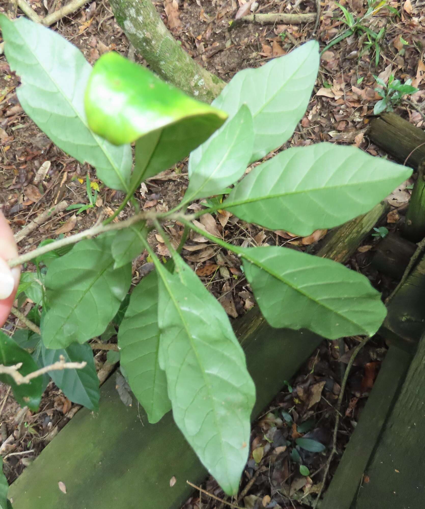 Image de Solanum goetzei Damm.