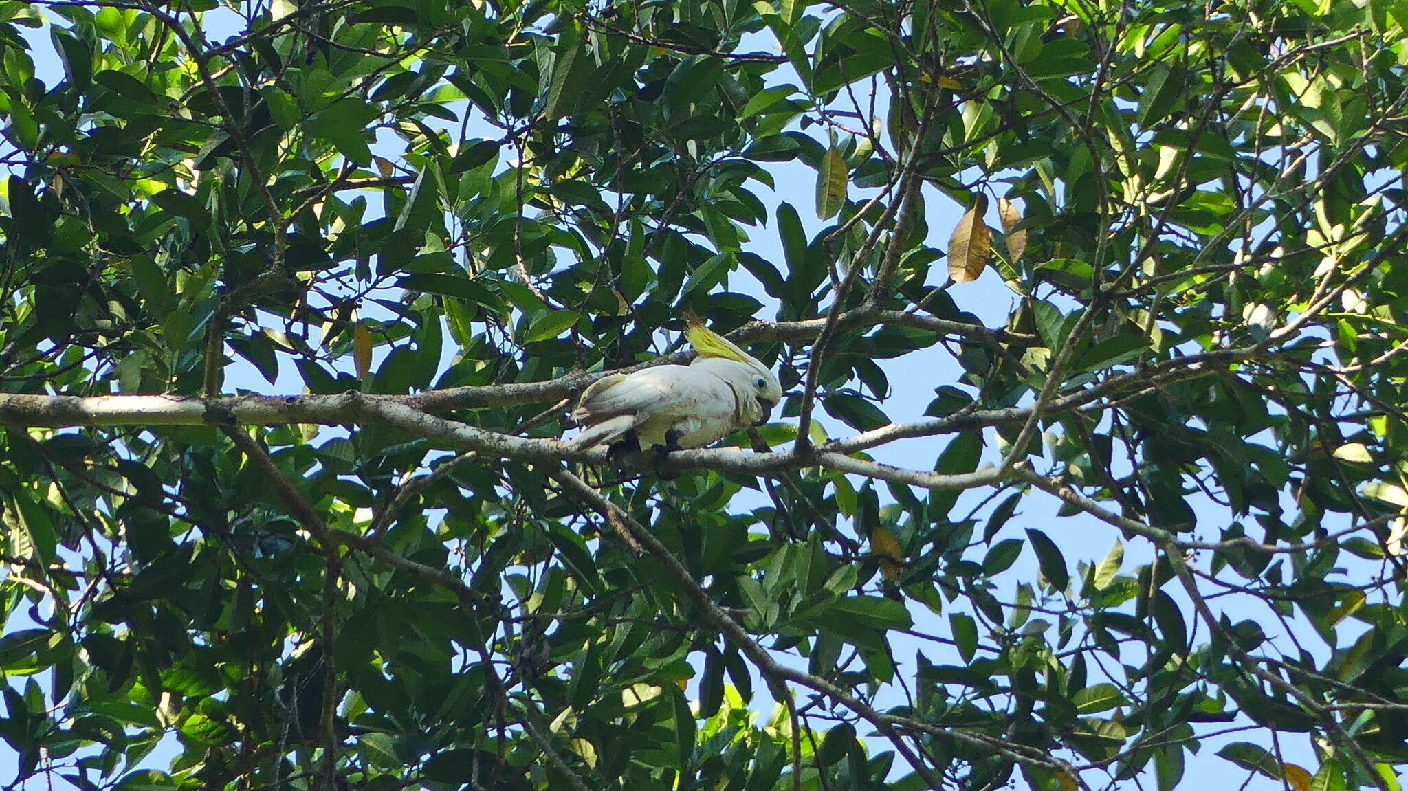 Image of Cacatua galerita triton Temminck 1849