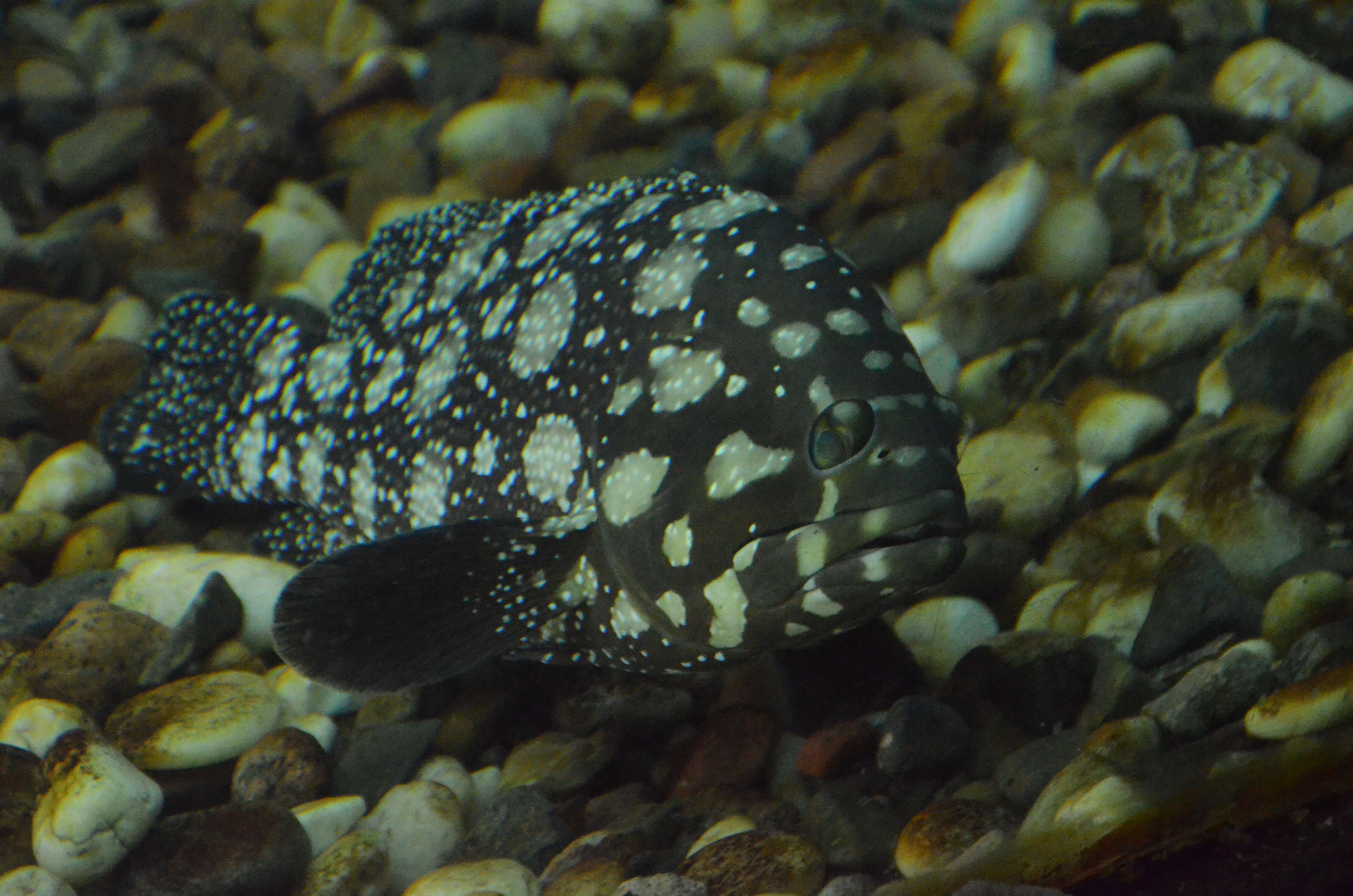 Image of Edgeblack Grouper