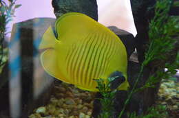 Image of Addis Butterflyfish