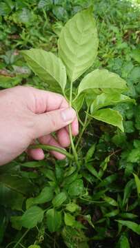 Image of Tetrastigma lanyuense Chang