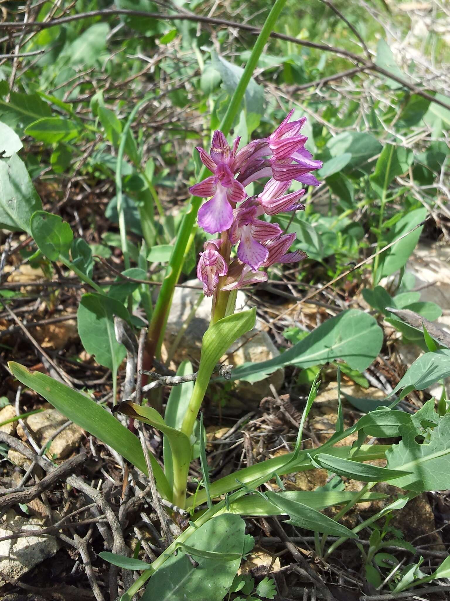 Image of Anacamptis papilionacea (L.) R. M. Bateman, Pridgeon & M. W. Chase