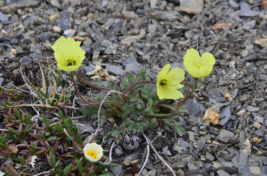 Imagem de Papaver radicatum subsp. polare Tolm.