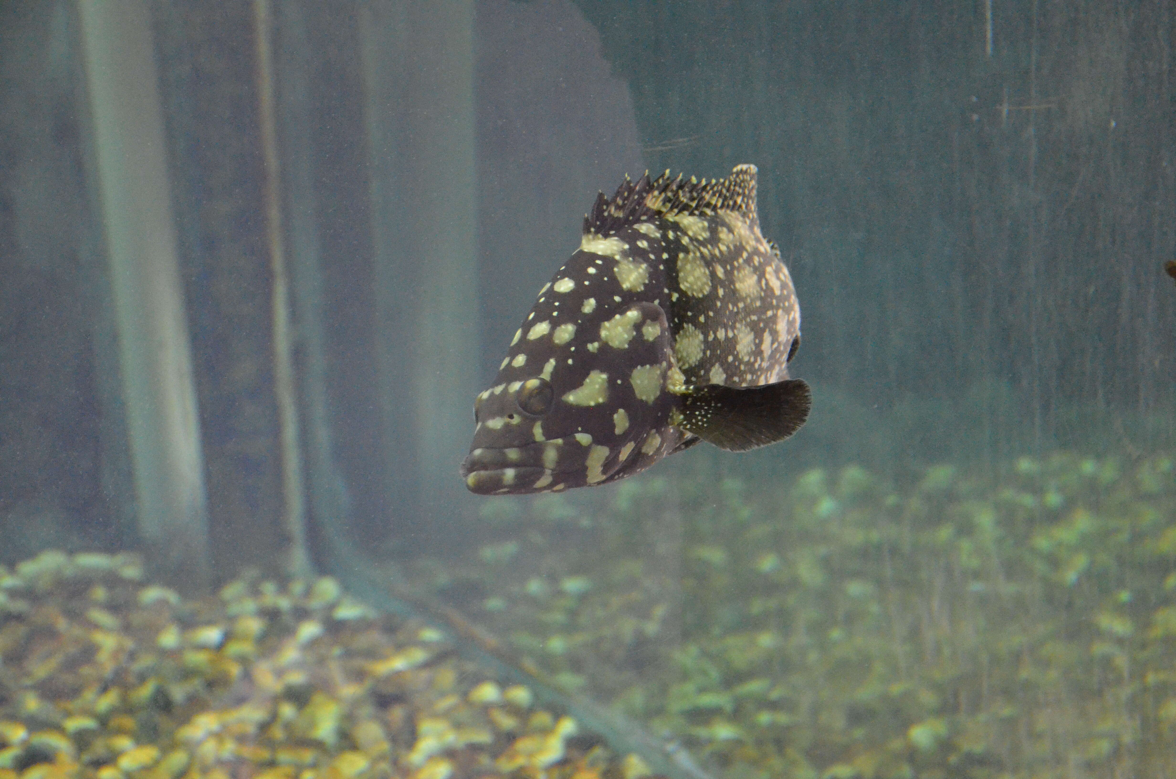 Image of Edgeblack Grouper