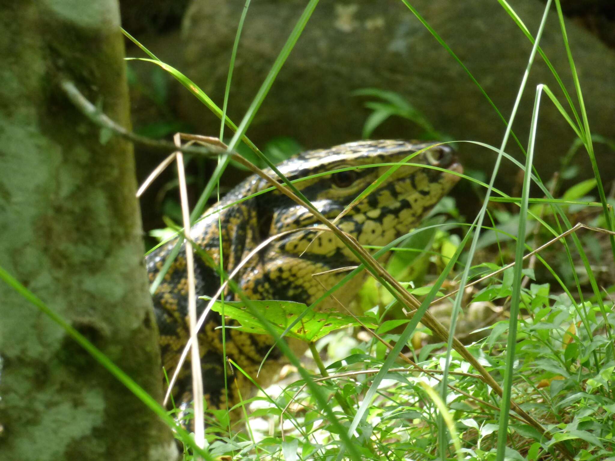 Image of Cryptic golden tegu