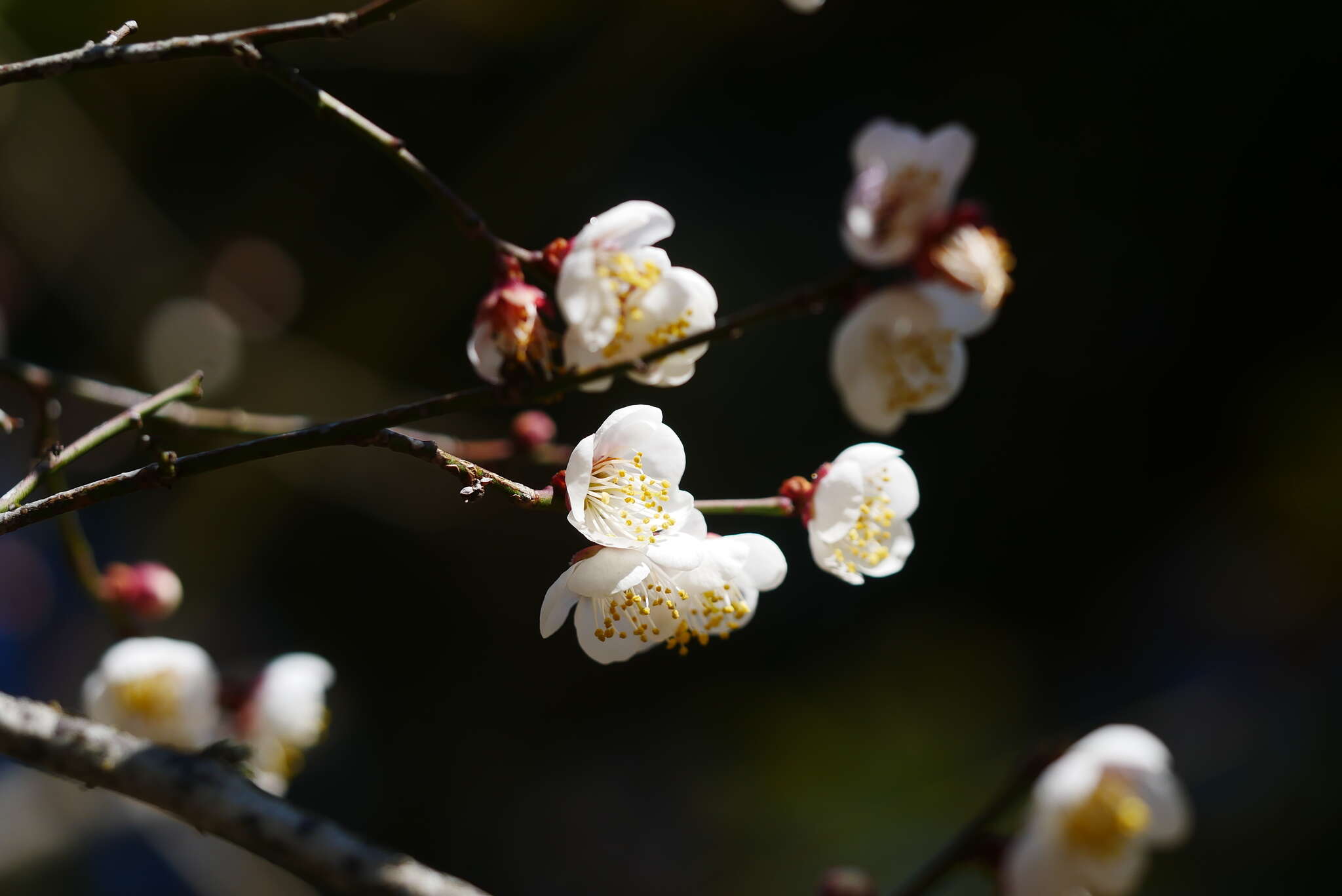 Image of Chinese plum