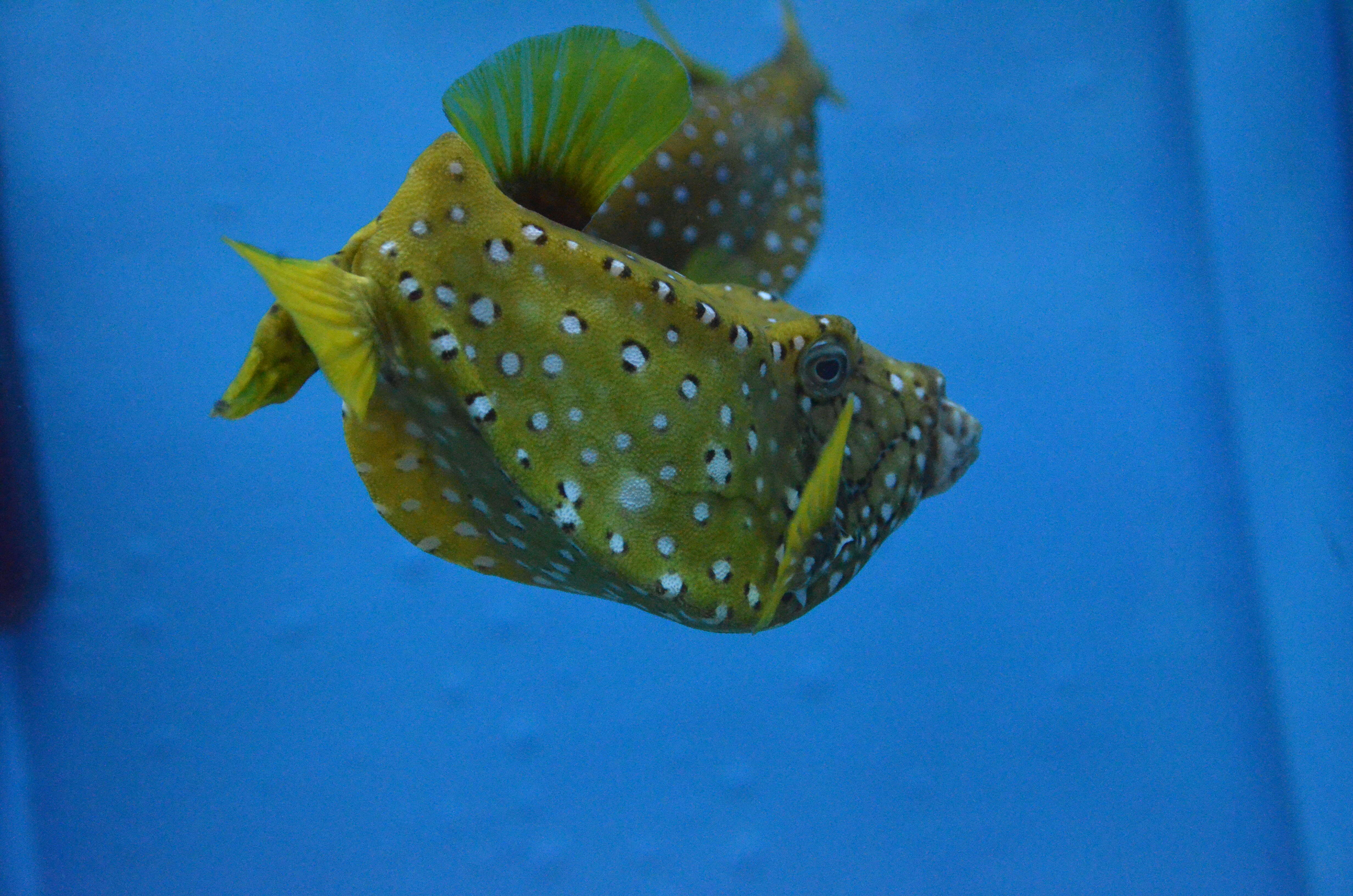 Image of Yellow boxfish