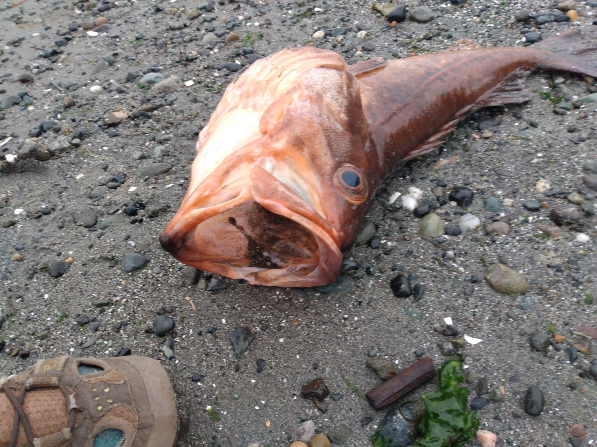 Image of Bocaccio rockfish