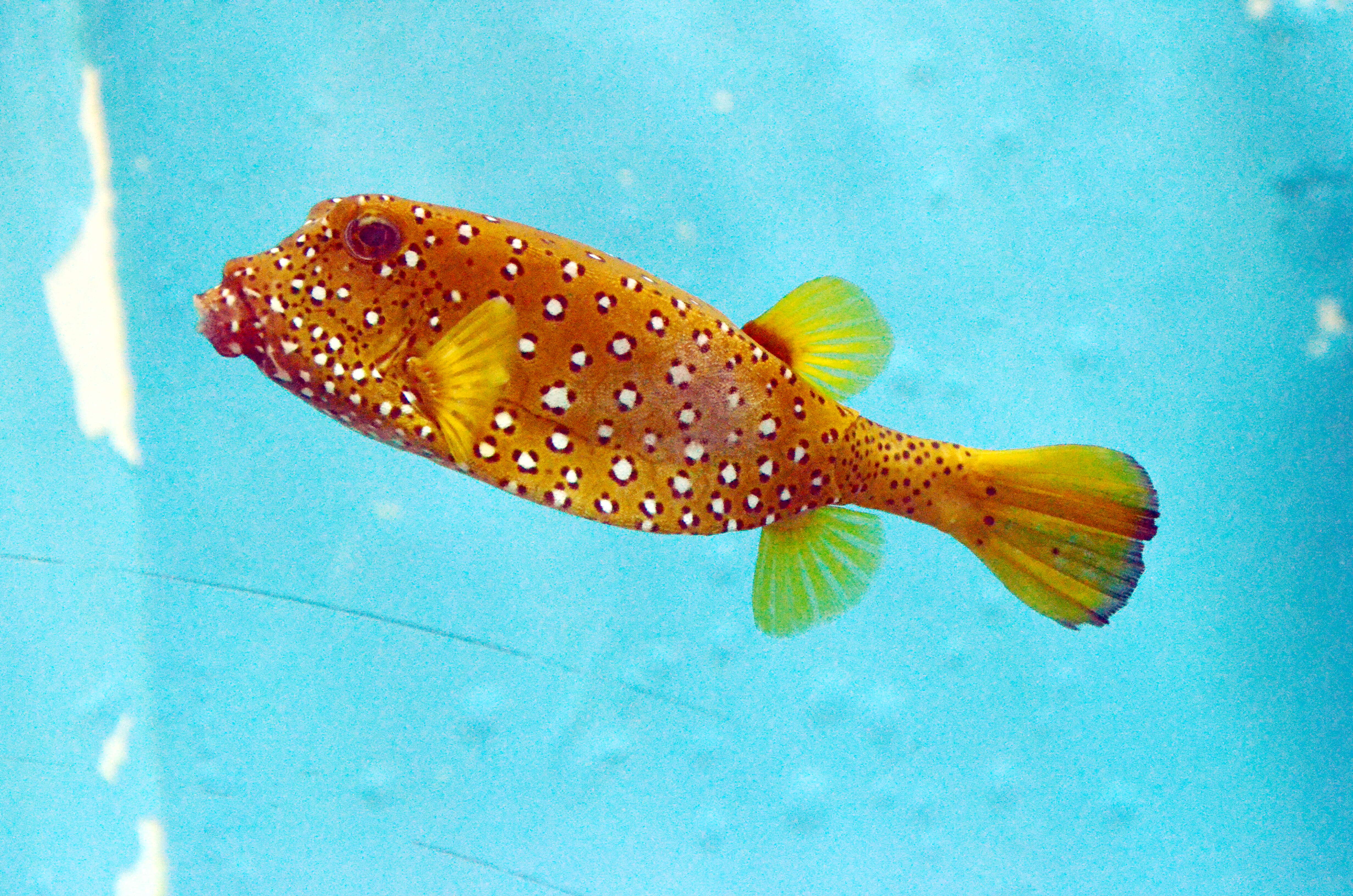 Image of Yellow boxfish