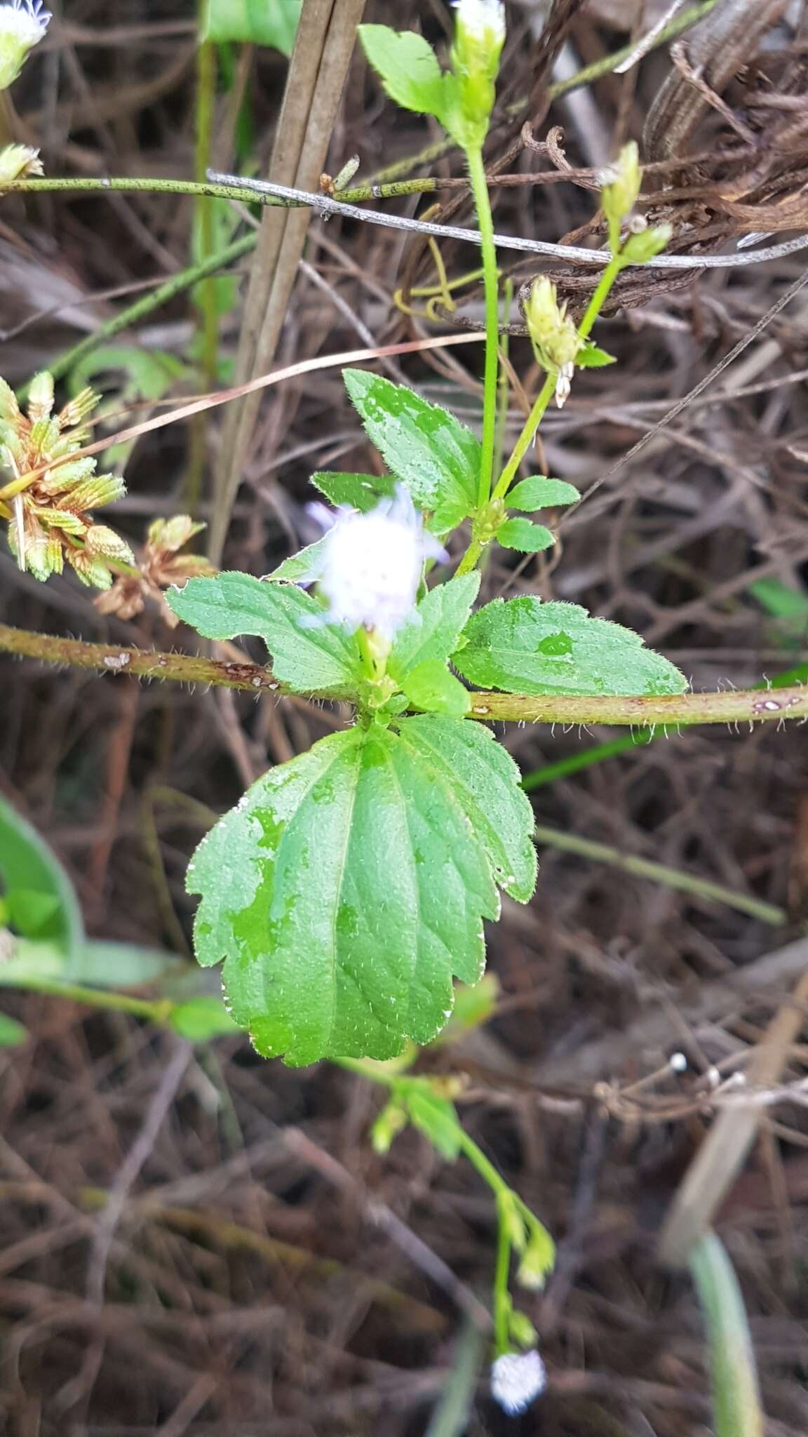 Image of Praxelis diffusa (Rich.) J. F. Pruski