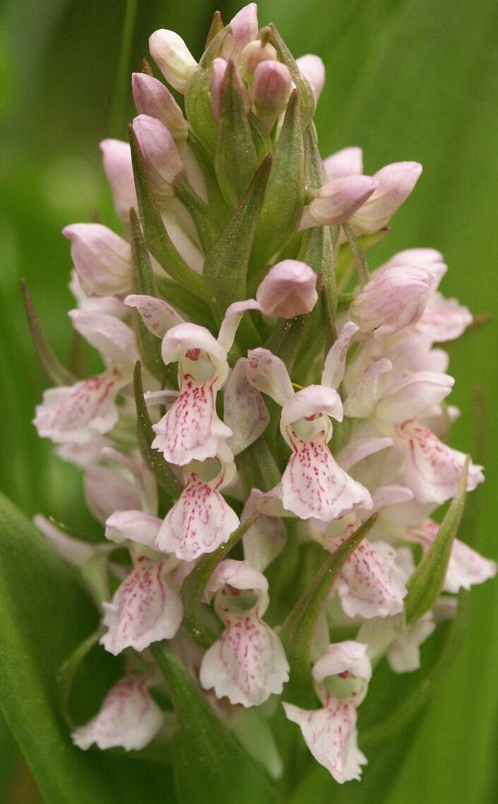 Dactylorhiza incarnata (L.) Soó resmi