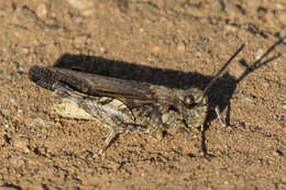 Image of Chimarocephala pacifica (Thomas & C. 1873)