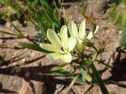 Image of Sparaxis grandiflora subsp. fimbriata (Lam.) Goldblatt