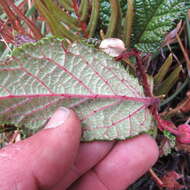 Image of Rubus acanthophyllos Focke