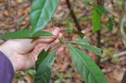 Image of Chrysochlamys nicaraguensis (Oerst.) Hemsl.