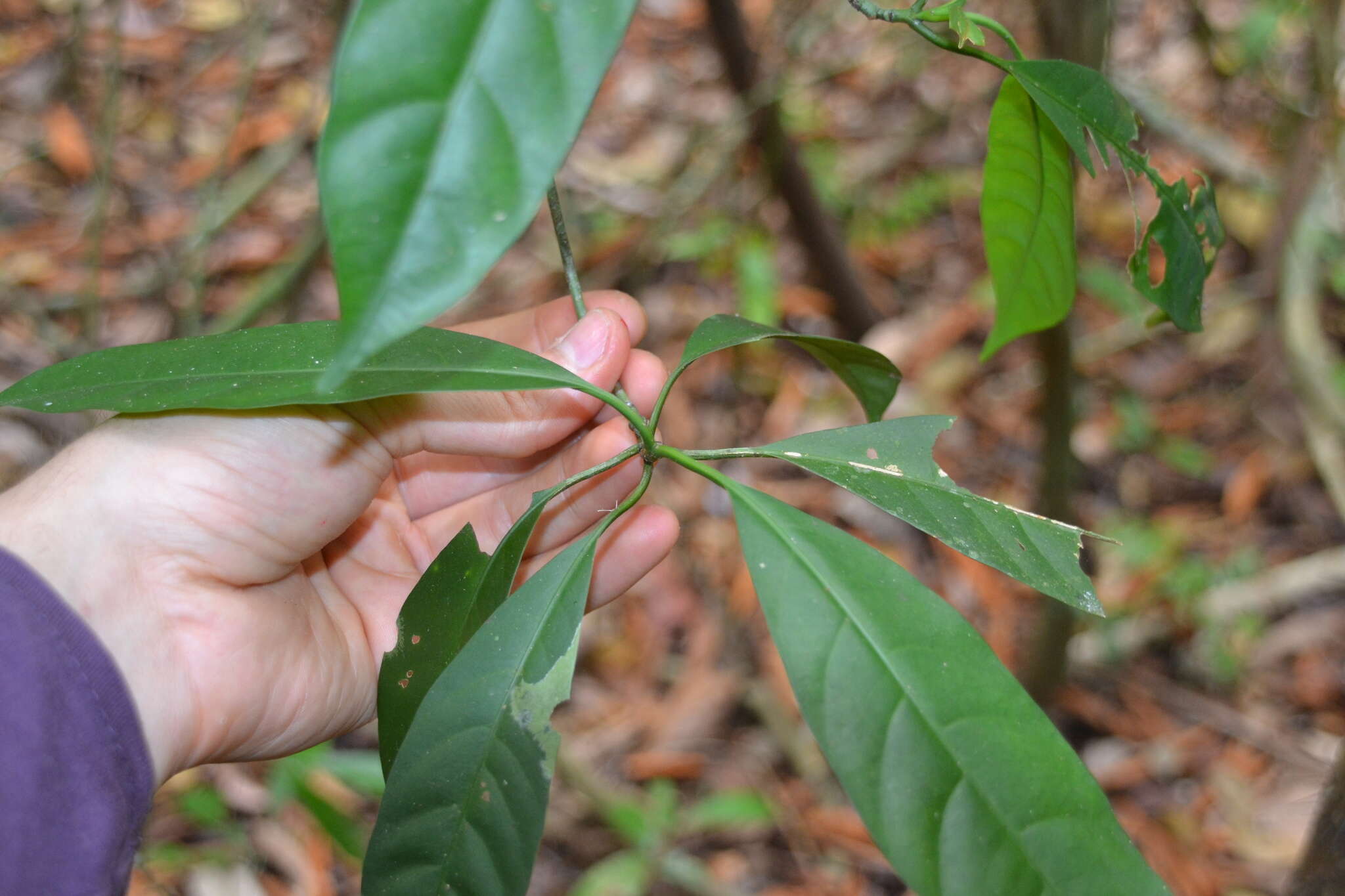 Plancia ëd Chrysochlamys nicaraguensis (Oerst.) Hemsl.