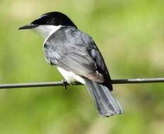 Image of Restless Flycatcher