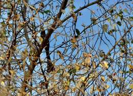 Image of Treepie