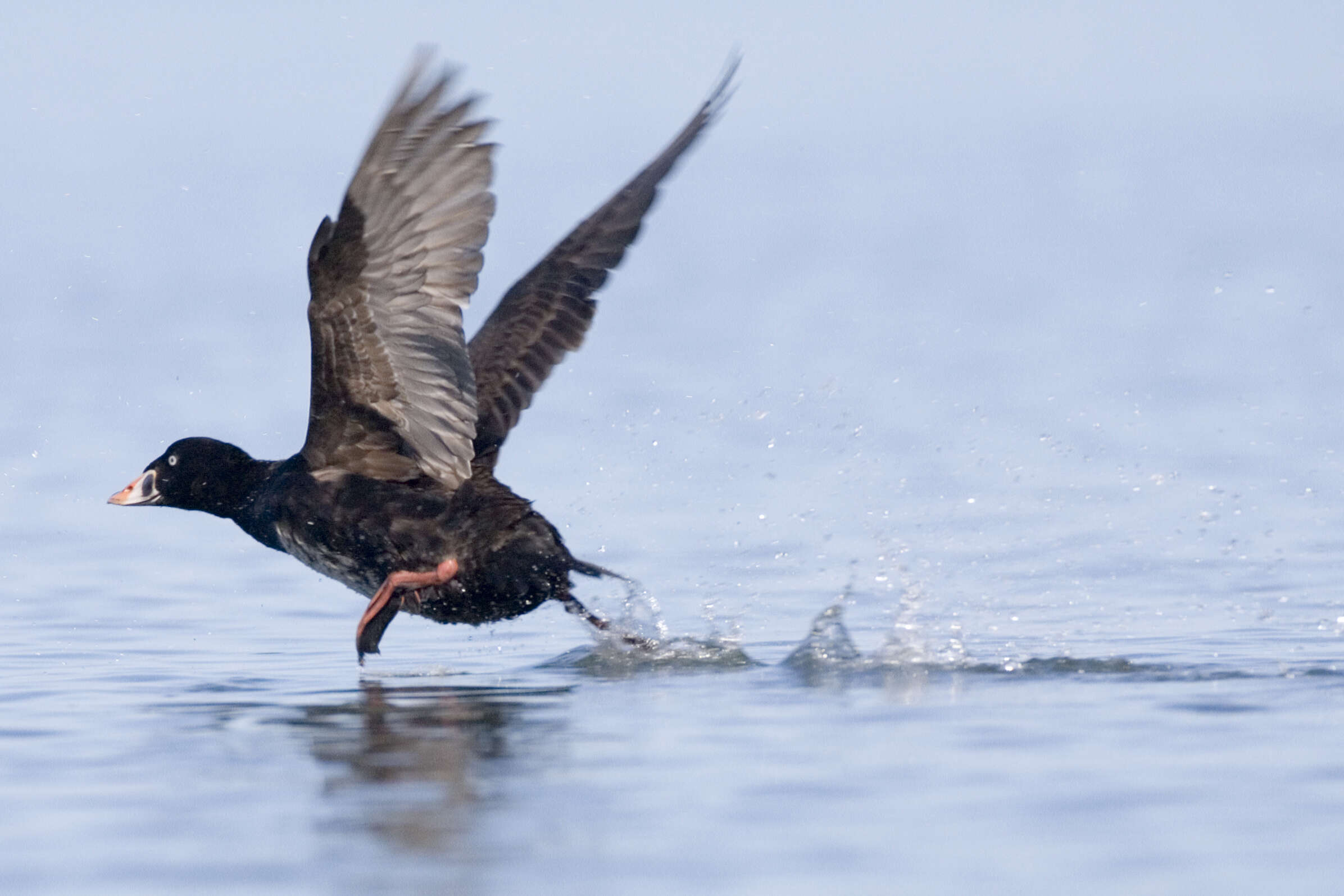 Image of scoter