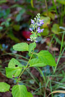 Image of Scutellaria mellichampii Small