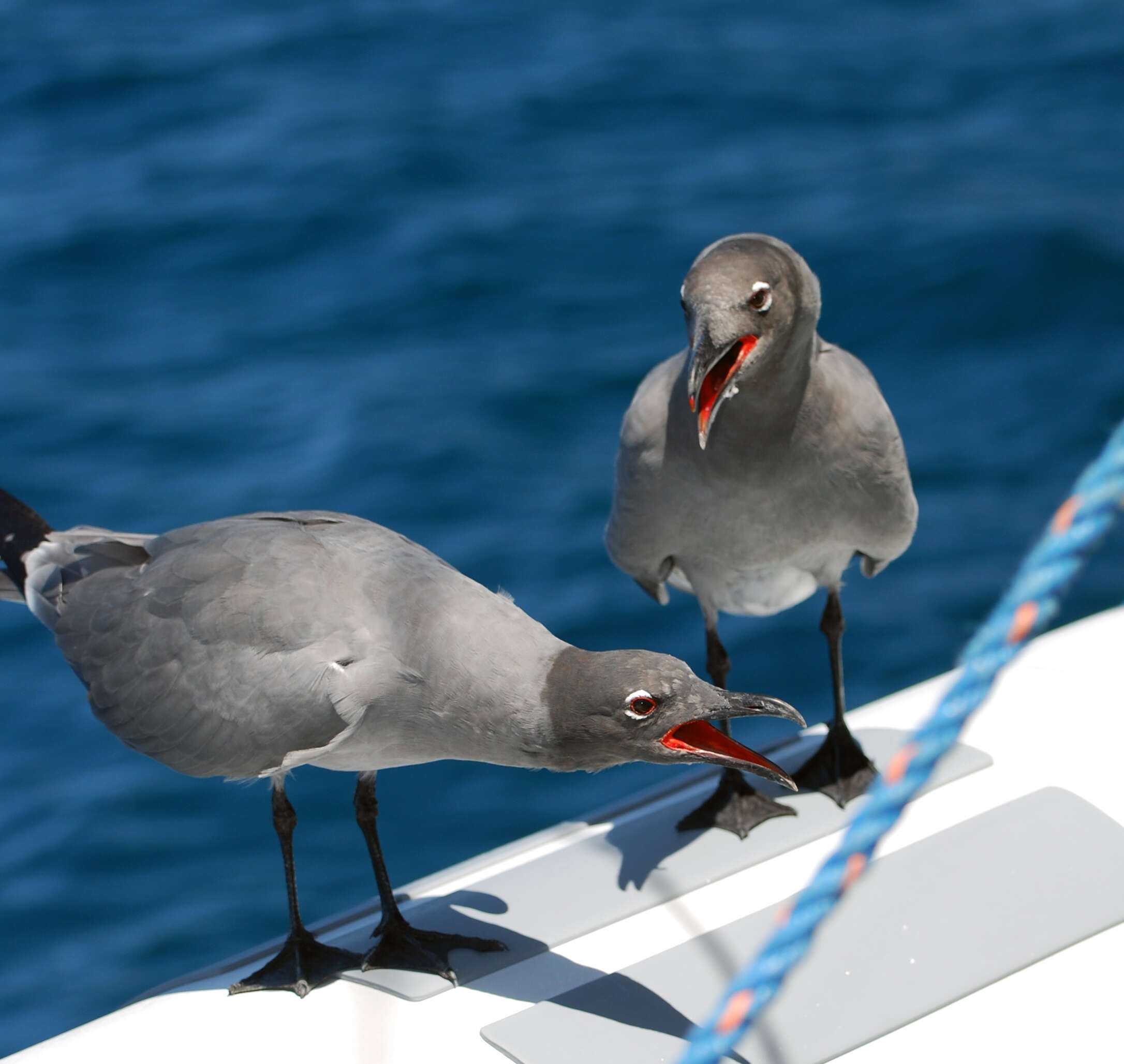 Image of Lava Gull