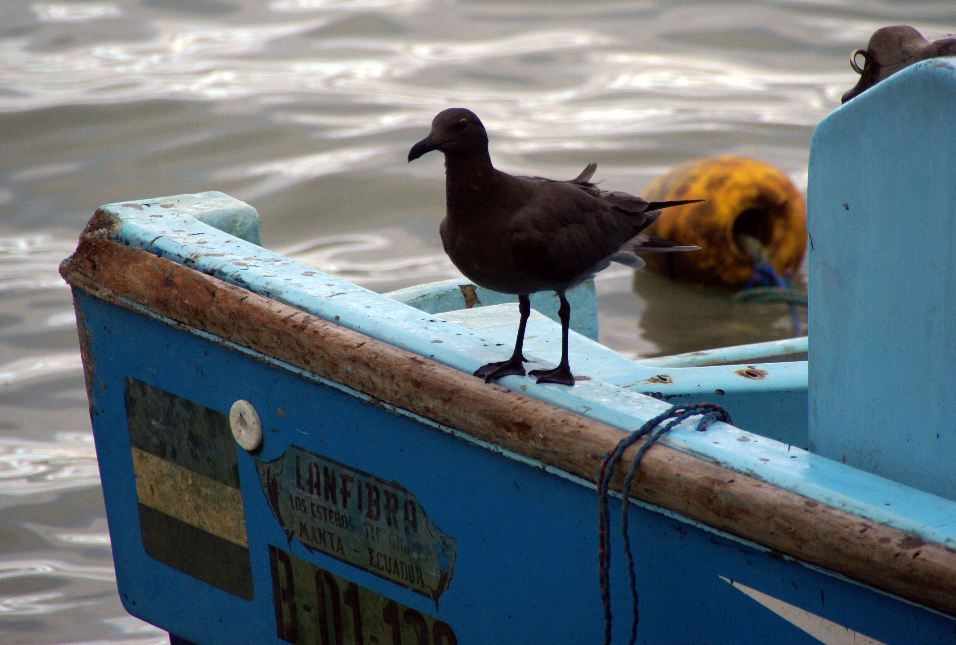 Image of Lava Gull