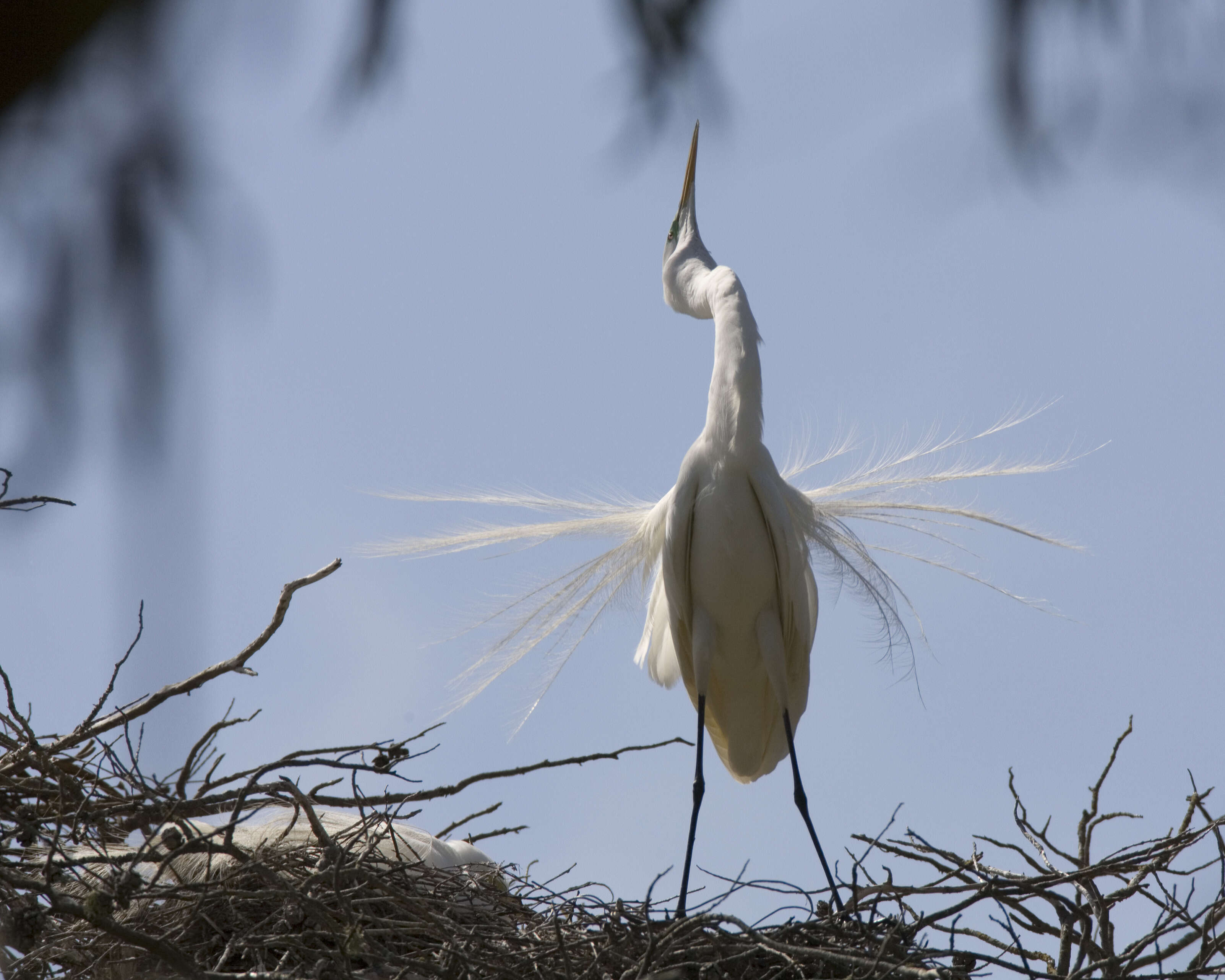 Image of Great Egret