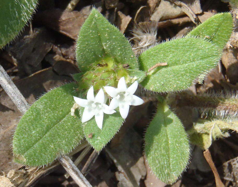 Image of tropical Mexican clover