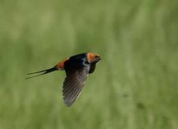 Cecropis abyssinica (Guérin-Méneville 1843) resmi