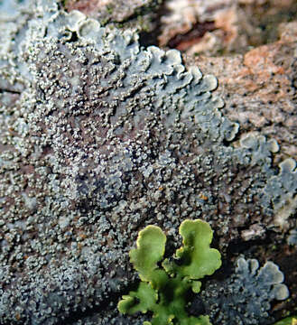 Image of Pannaria elixii P. M. Jørg. & D. J. Galloway