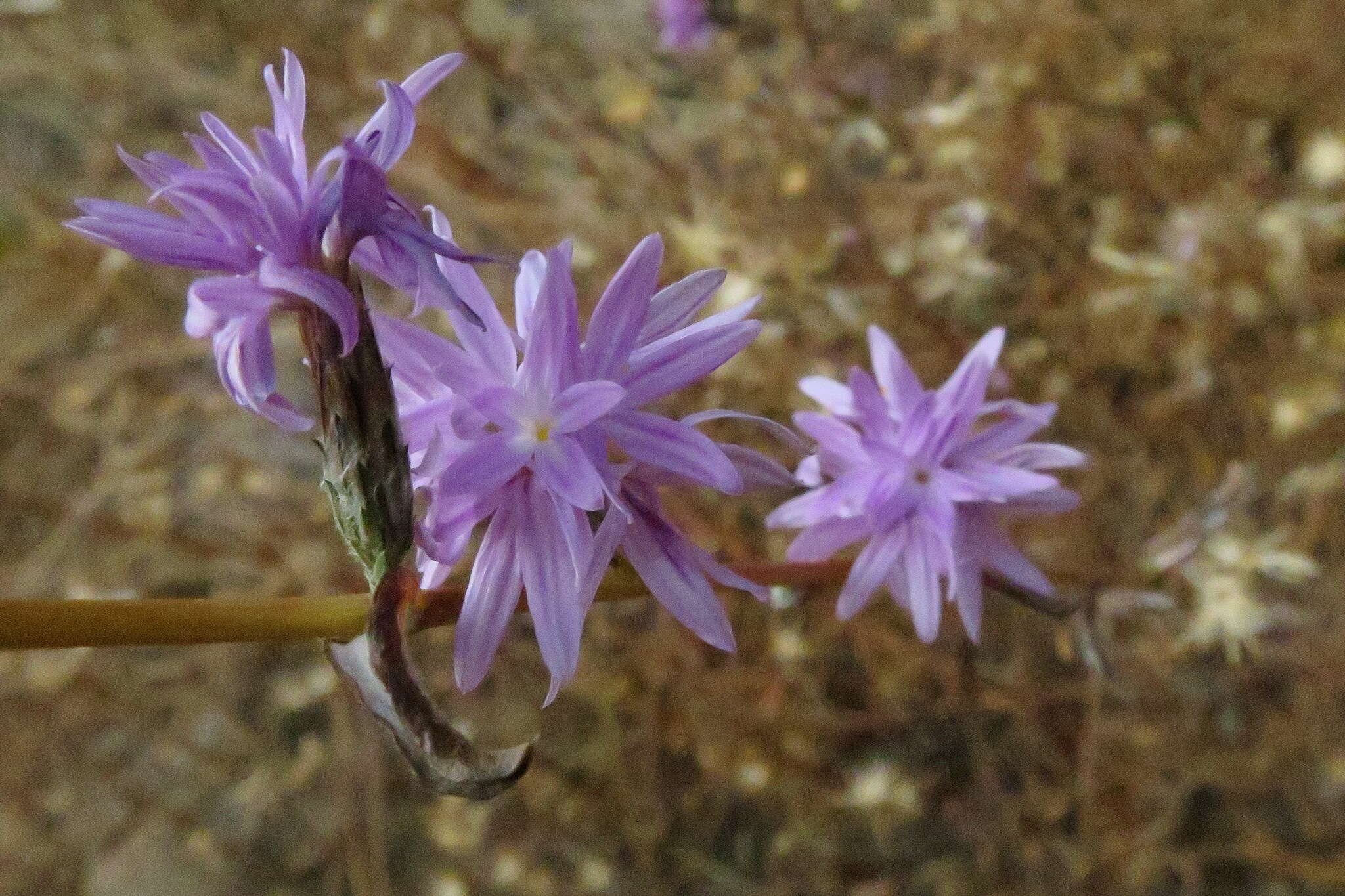 Plancia ëd Lessingia leptoclada A. Gray