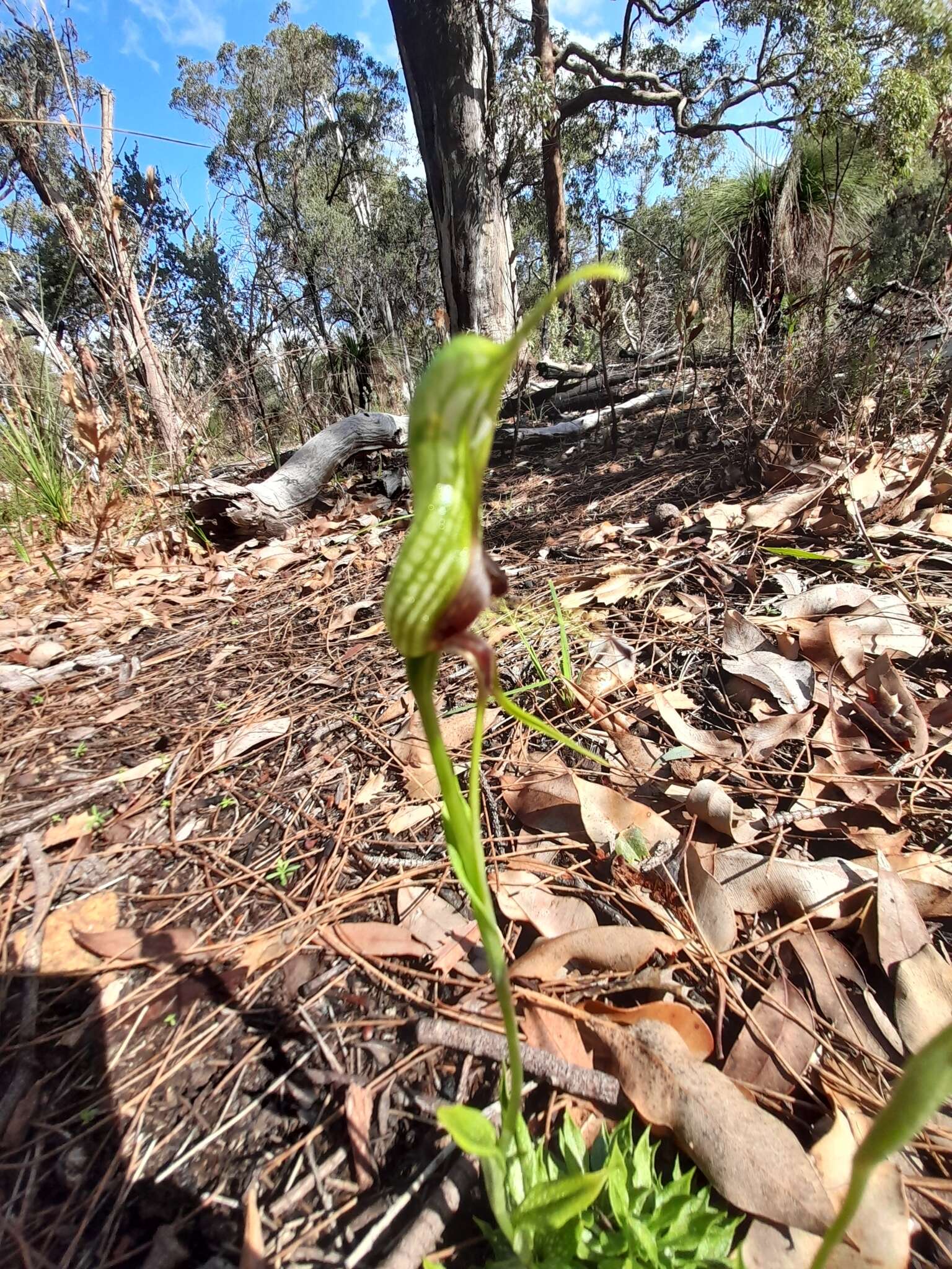 Image of Bird orchid