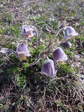 Image of Pulsatilla violacea subsp. georgica (Rupr.) Luferov