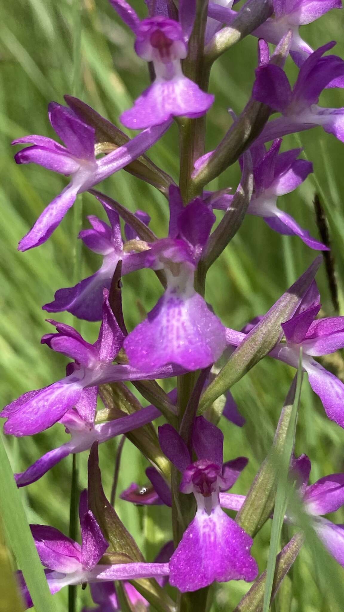 Image of Anacamptis palustris subsp. elegans (Heuff.) R. M. Bateman, Pridgeon & M. W. Chase