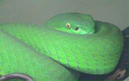 Слика од Trimeresurus albolabris Gray 1842