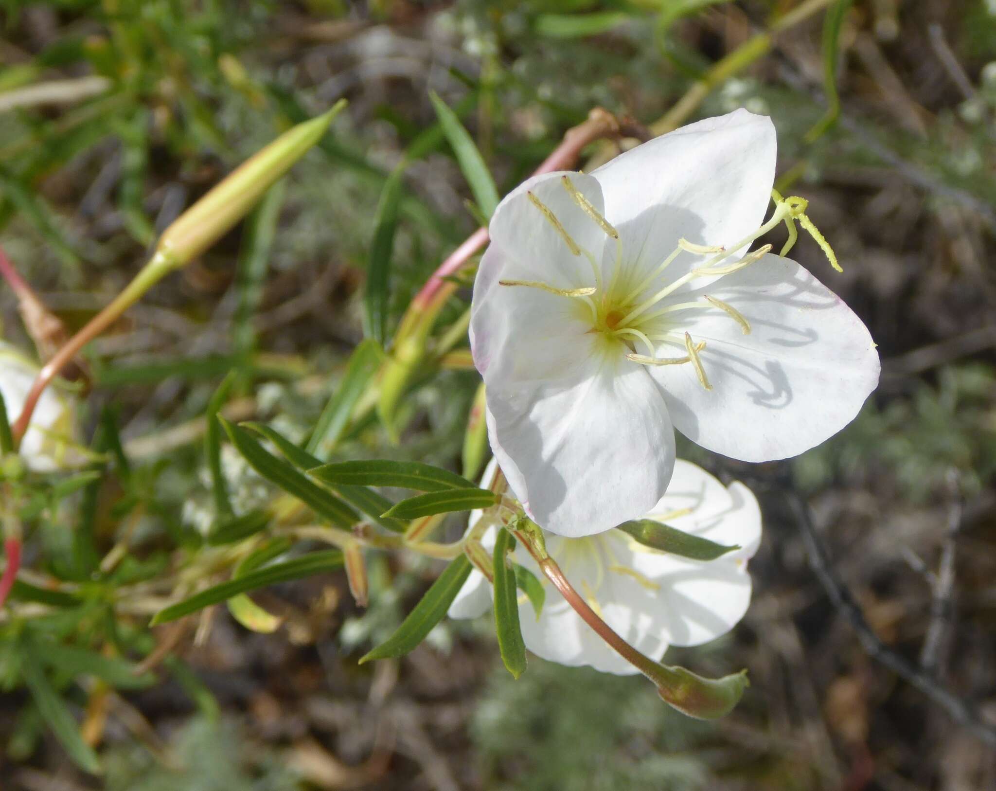 Plancia ëd Oenothera nuttallii Torr. & Gray