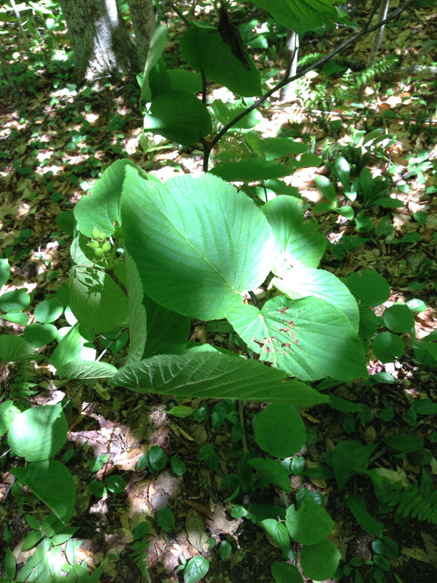 Image of hobblebush