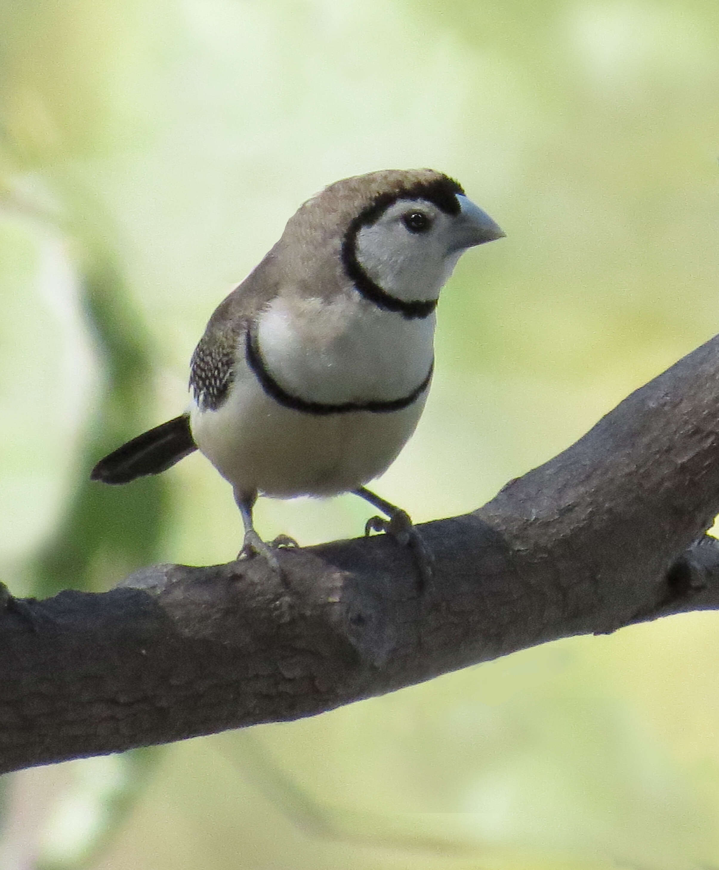 Слика од Taeniopygia bichenovii