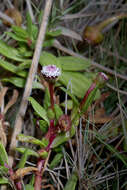 Spilanthes leiocarpa DC.的圖片