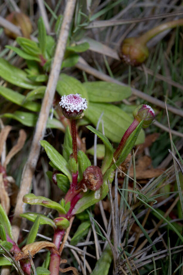 Spilanthes leiocarpa DC.的圖片