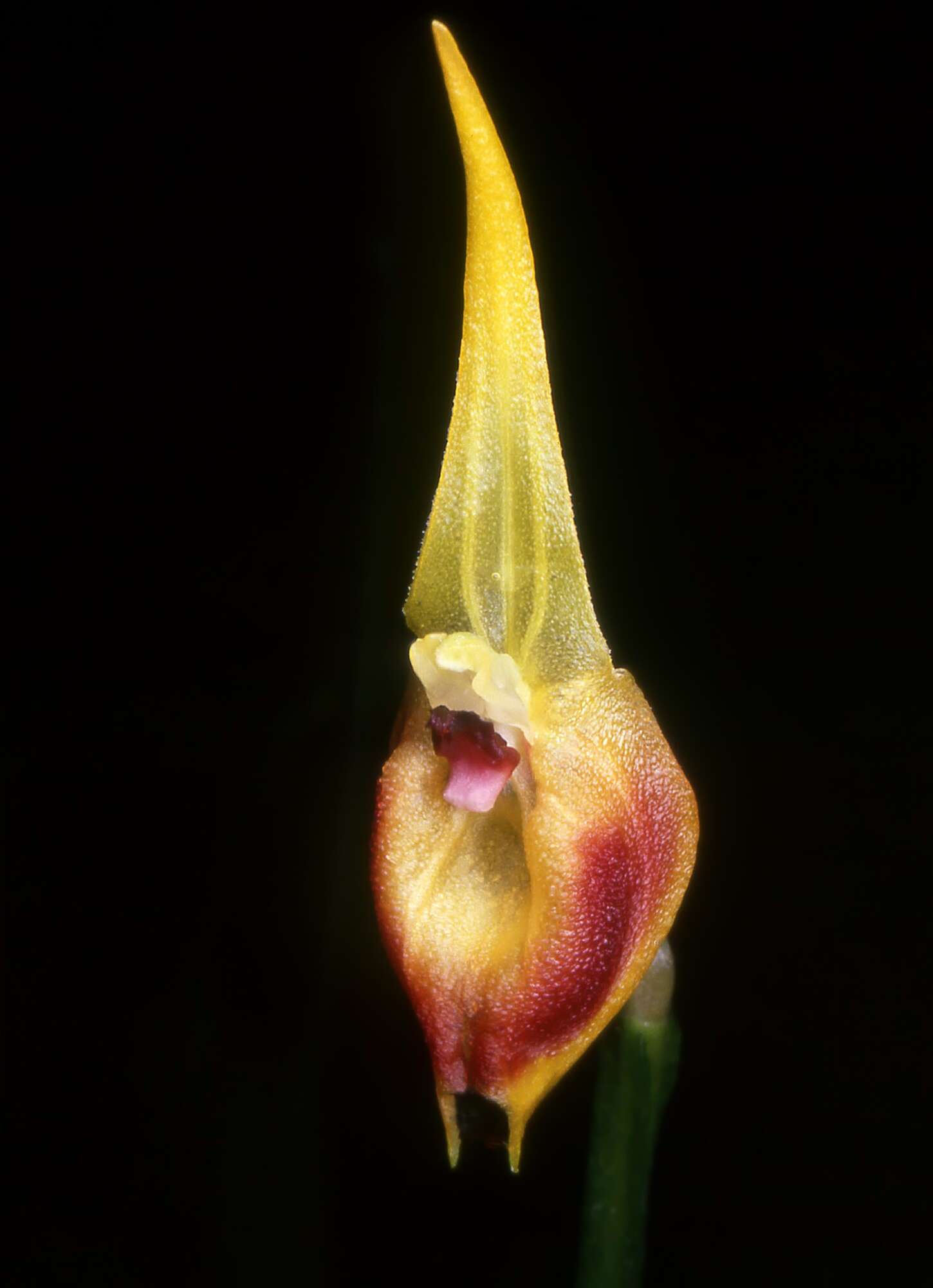 Image of masdevallia