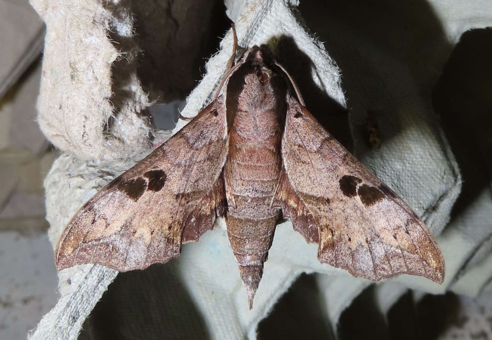 Image of Enpinanga assamensis (Walker 1856)