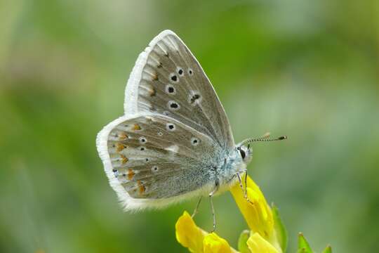 Image of Polyommatus dorylas