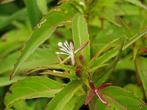 Image of Gongylocarpus