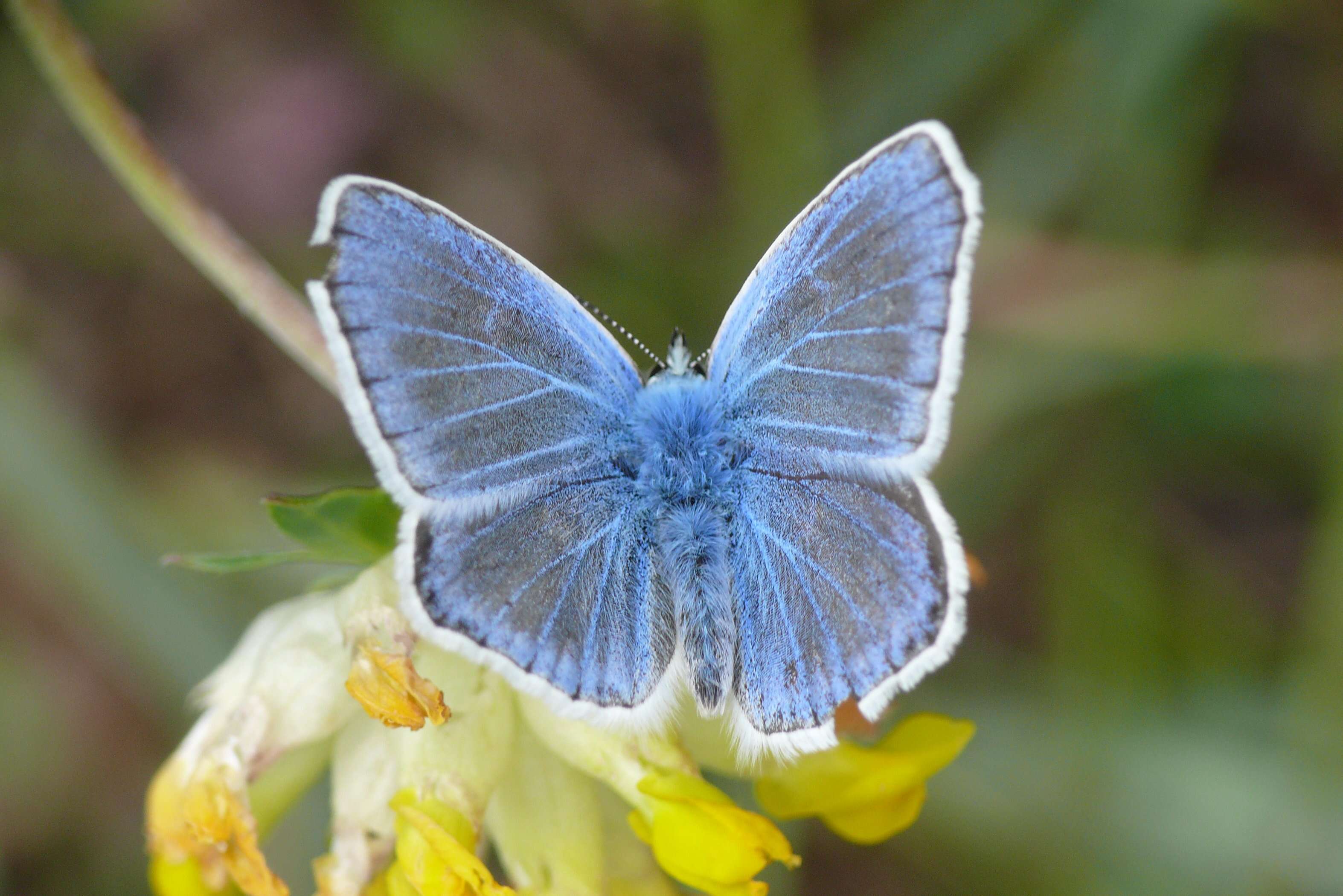 Image of Polyommatus dorylas