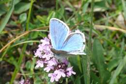 Image of Polyommatus dorylas