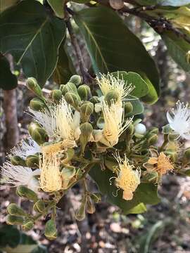 Plancia ëd Couepia grandiflora (Mart. & Zucc.) Benth. ex Hook. fil.