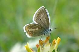 Image of Polyommatus dorylas